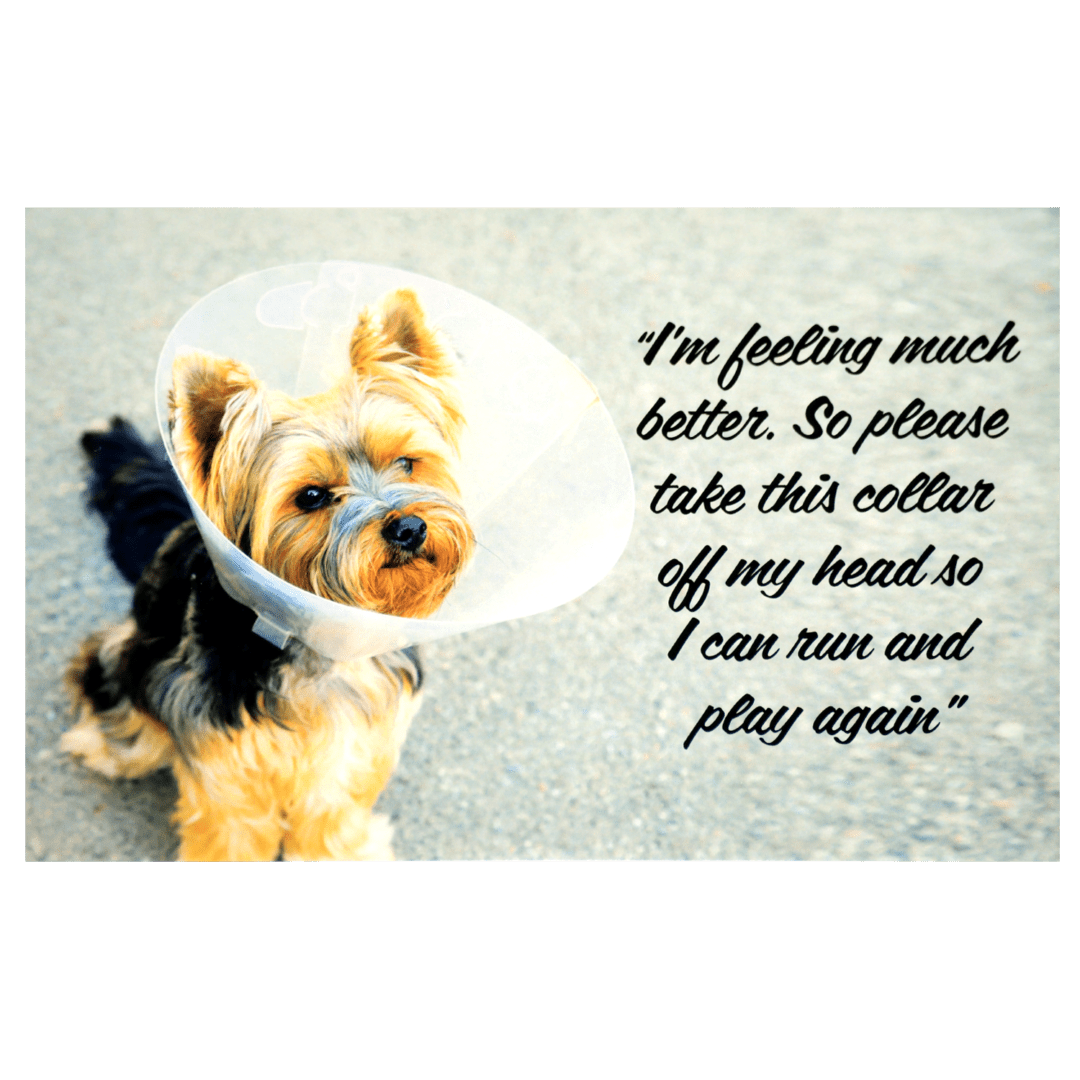 A dog with a cone on its head and caption