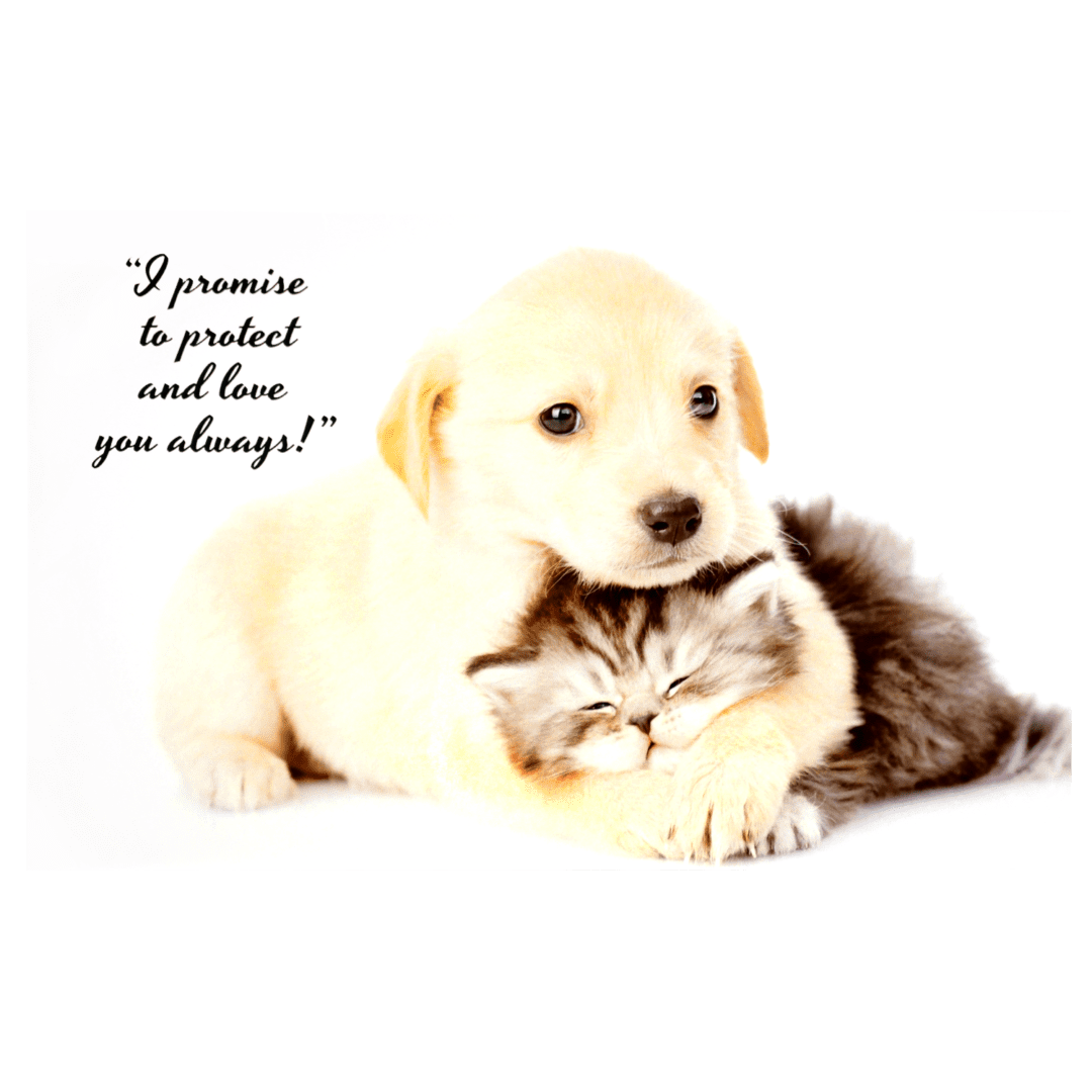 A puppy and kitten are cuddling with the caption " i promise to protect and love you always ".