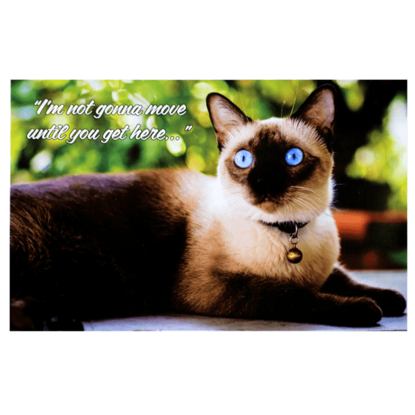 A siamese cat with blue eyes sitting on the ground.