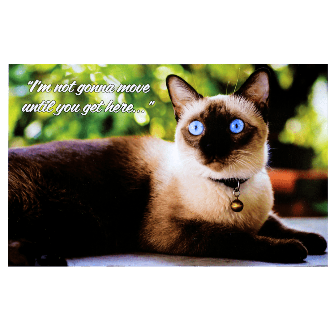 A siamese cat with blue eyes sitting on the ground.