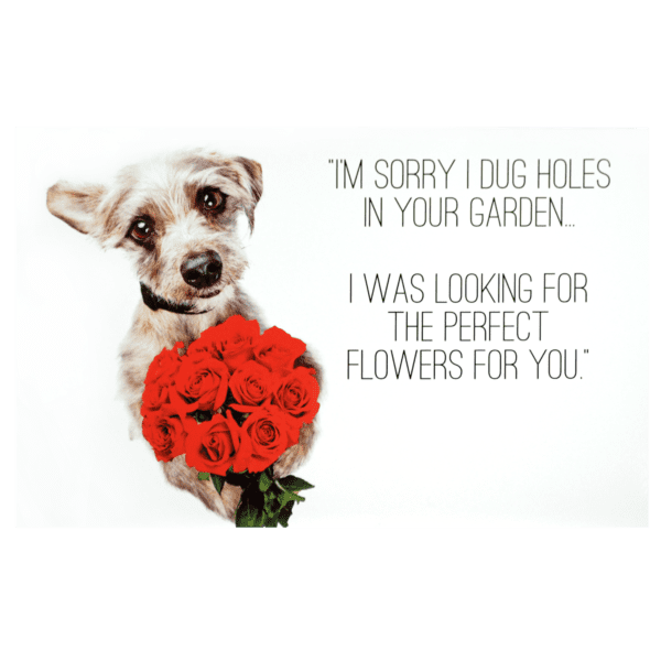 A dog holding roses in his mouth with the caption " i 'm sorry i dug holes in your garden ".