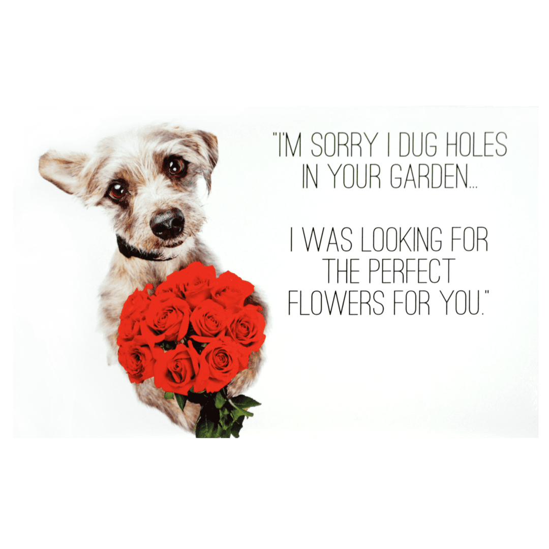 A dog holding roses in his mouth with the caption " i 'm sorry i dug holes in your garden ".