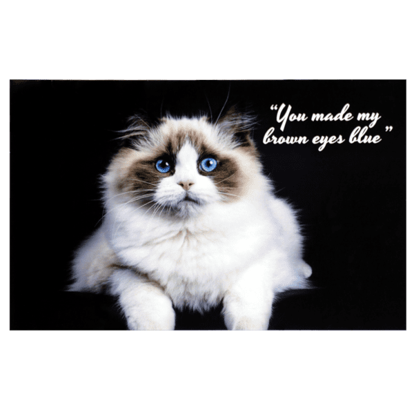 A cat with blue eyes sitting on top of a table.