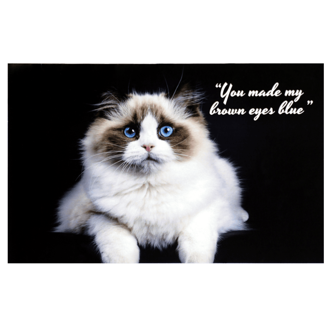 A cat with blue eyes sitting on top of a table.