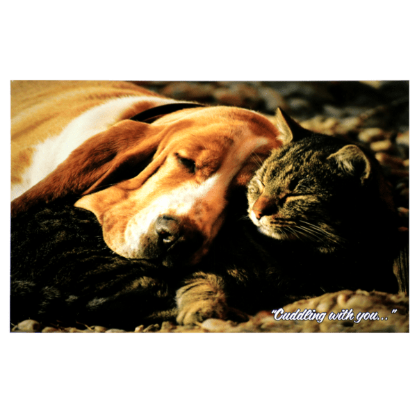 A dog and cat laying on the ground together.