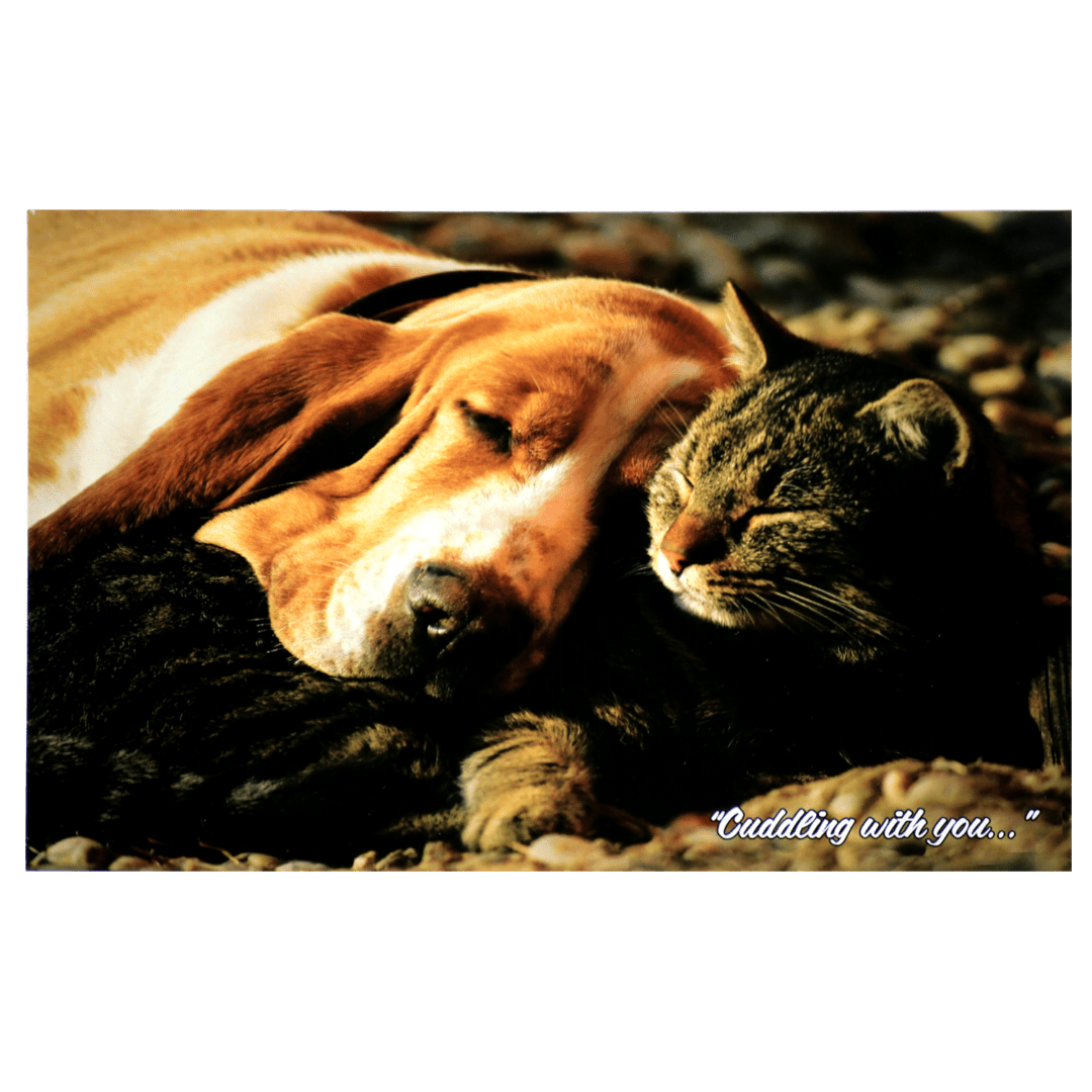 A dog and cat laying on the ground together.