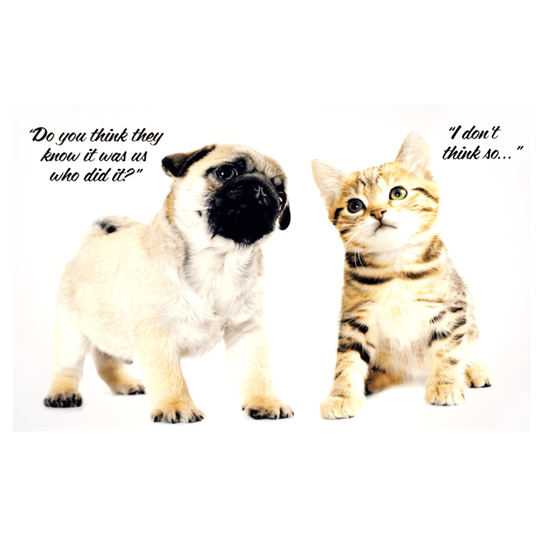 A pug dog and a cat are sitting next to each other.