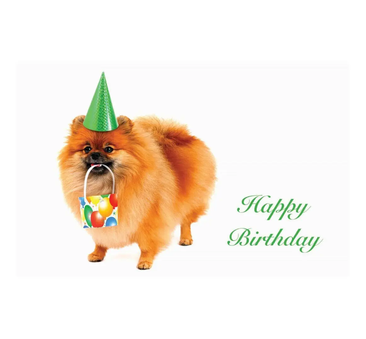 A dog with a birthday hat on its head.