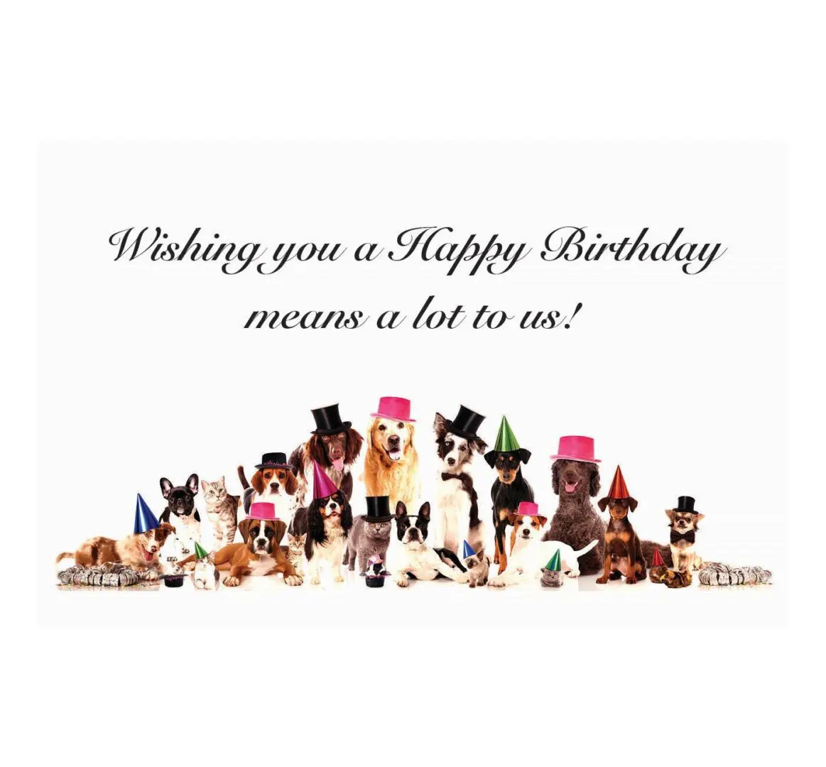 A birthday card with dogs and cats wearing hats.