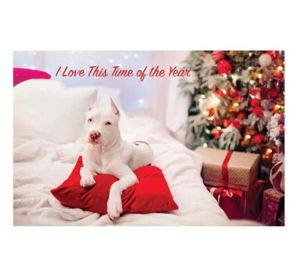 A white dog laying on top of a red pillow.