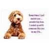 A brown dog with a quote on it