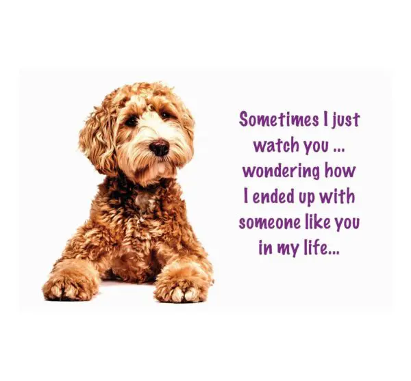 A brown dog with a quote on it