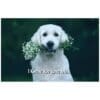 A dog holding flowers in its mouth with the words " i know you love me ".