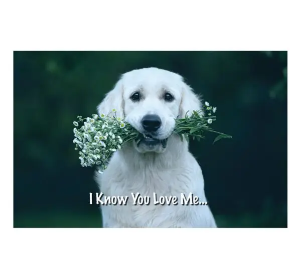 A dog holding flowers in its mouth with the words " i know you love me ".