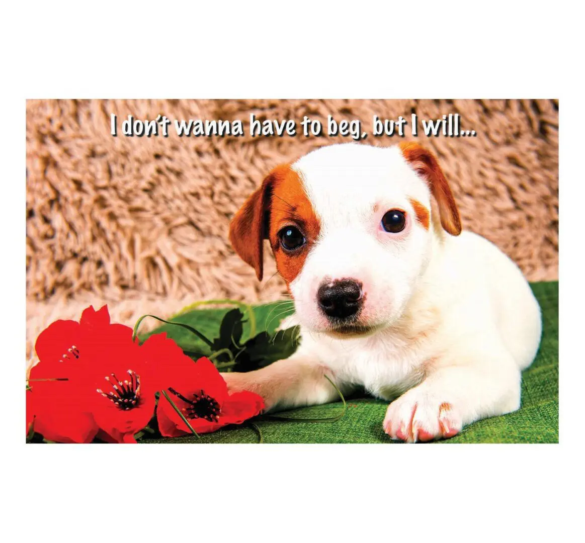 A puppy sitting on top of a blanket next to flowers.