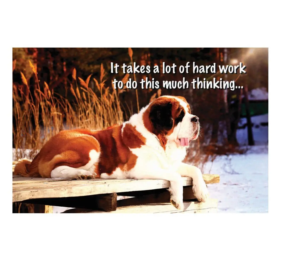 A dog sitting on top of a wooden dock.