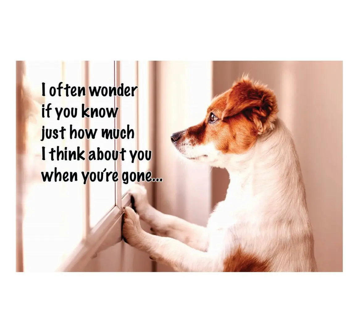 A dog sitting on top of a window sill.