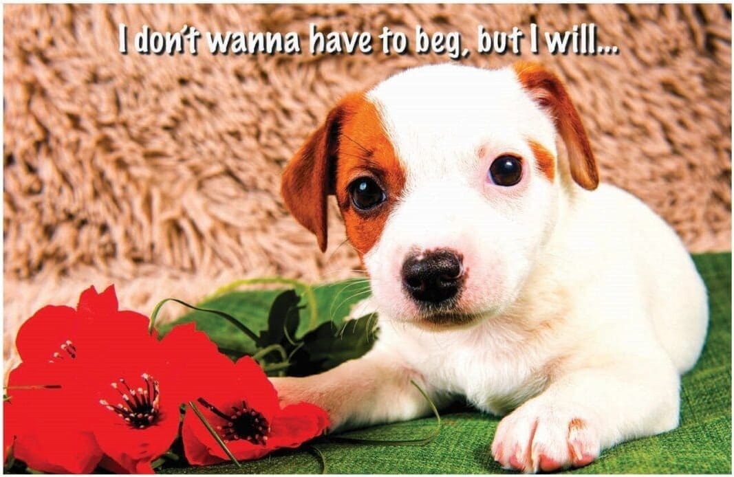 Madison's Pet Collection Card